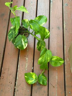 Golden Pothos