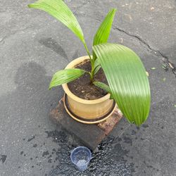 Palm Tree In Decorative Ceramic Pot And Sacer 