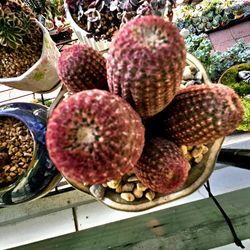 Korean Succullen 