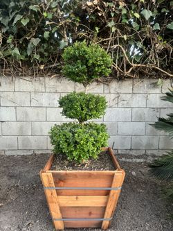 Boxwood triple ball topiary 