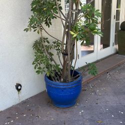 Ceramic Blue Pots With Money Tree 