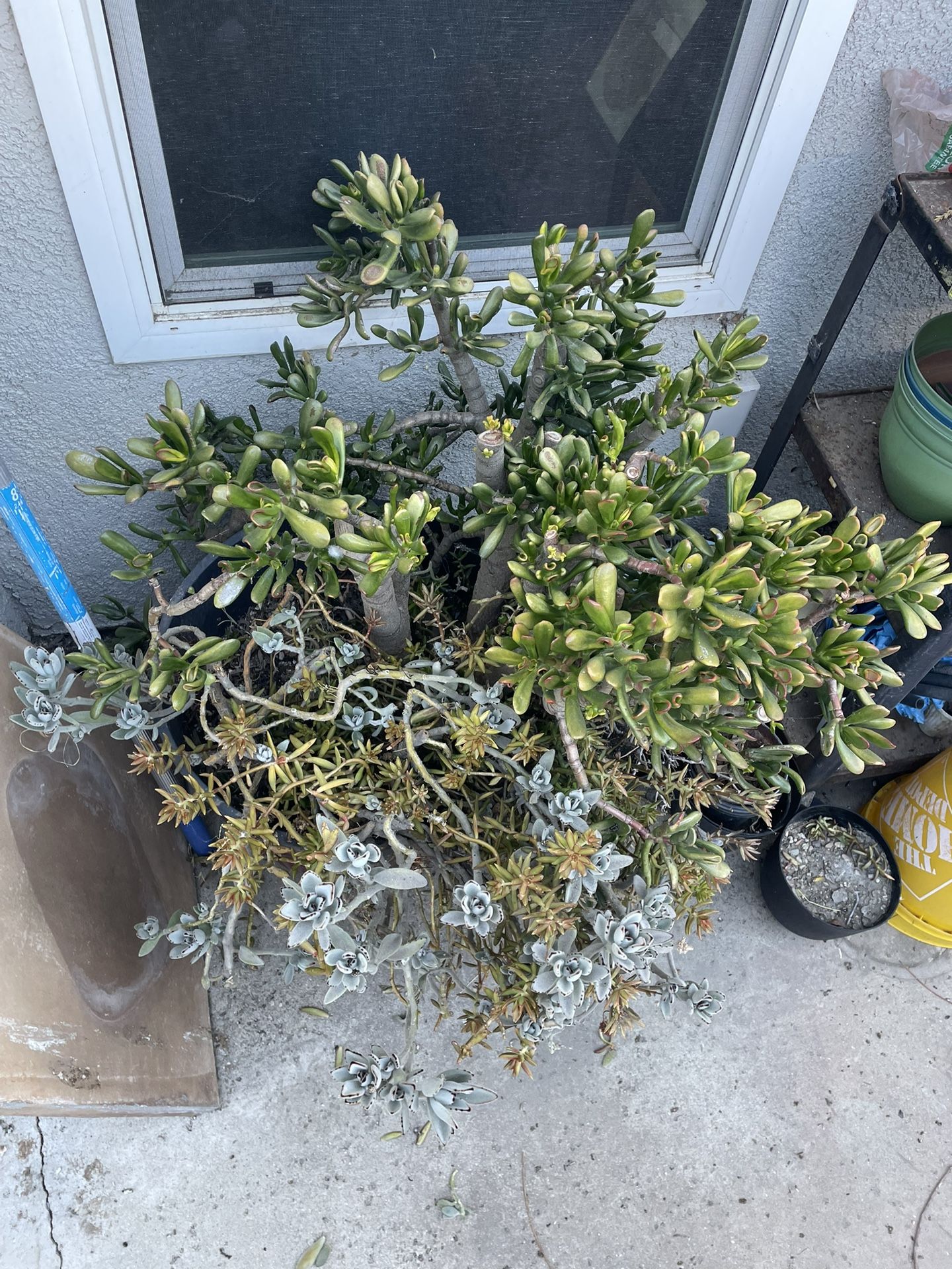 Free Large Plant Arrangement Includes Pot