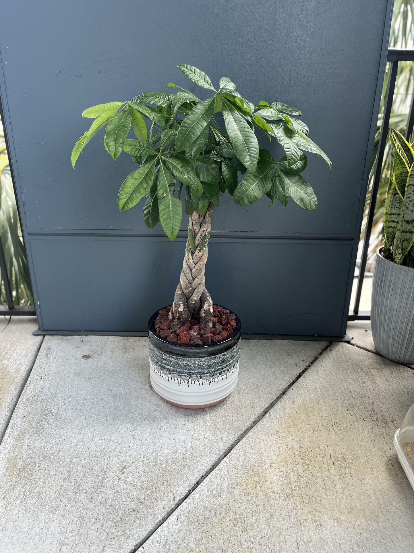 Money Tree 3 Feet Tall 