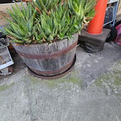 Whiskey Barrel With Aloe Vera Plants