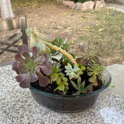 Succulent Terrario. And Lamp