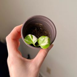 N’joy Pothos 2 in pot Live plant indoor