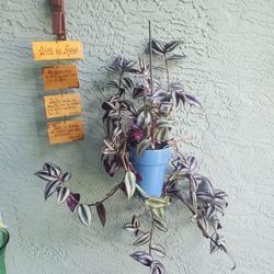 plants and succulents for sale 