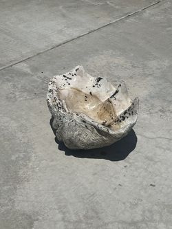 Authentic Giant Clam Shell – 27” Wide, ~60 lbs – Tridacna Gigas – Coastal Decor / Garden / Birdbath”