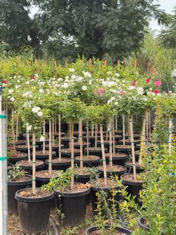 White ice berg roses 5 gal