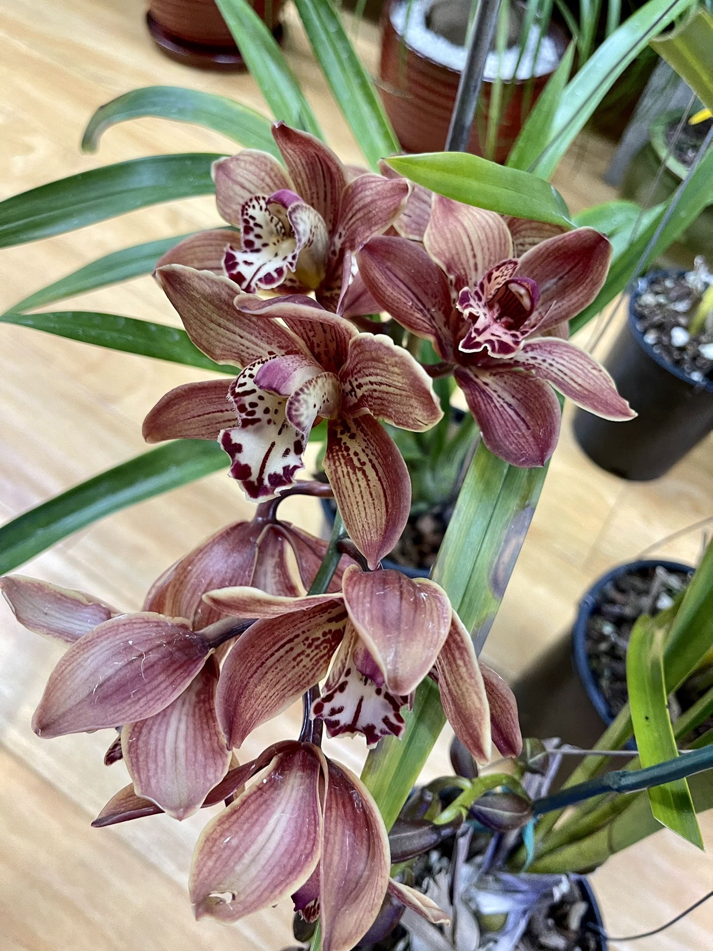 Cascade Cymbidium Orchids