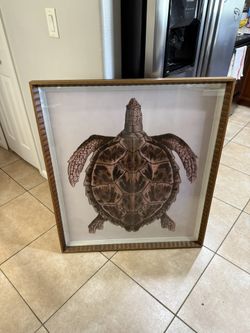 🐢Nice Picture And Friend🐢