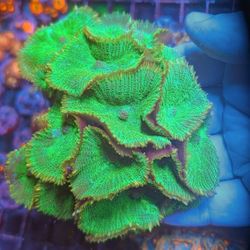 Green Mushrooms Colony Fake Coral Decorations Corals Marine Aquarium Fish Tank