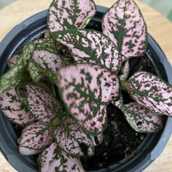 Pink Hyopoestes 