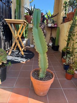 Euphorbia Cactus in Terra Cotta Pot