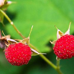 Pacific Northwest Native Thimbleberry (Rubus parviflorus) – Live Plant | 1 Gallon