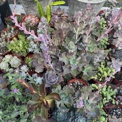 Succulent Plants