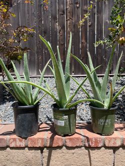 Aloe Vera/Savila.. $10 each.. each one comes with small offspring shoots. thick girthy.. lots of aloe juice.. ready for bigger pots.