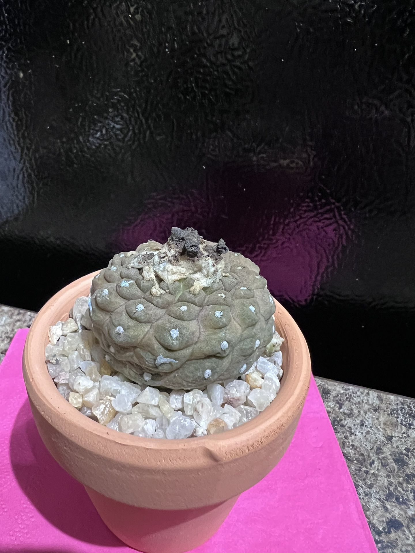 Lizardskin Copiapoa hypogaea Cactus 
