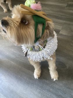 sushi’s dog costume 