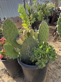 Mexican Nopales Plant