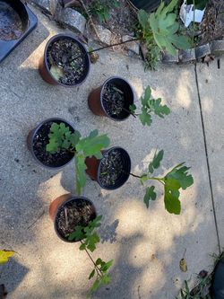 Celeste Fig starter plants