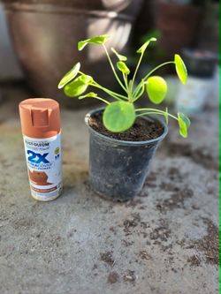 Chinese Money Plant