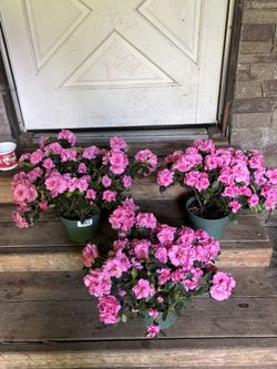 Azaleas On Sale