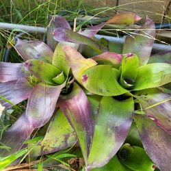 Bromelia