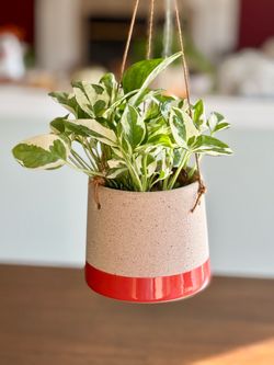 Beautiful Pothos N'Hoy Houseplant in a 5" Hanging Ceramic Planter