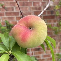 Donut Peach White Fragrant 