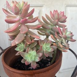 Golden Sedum Plant