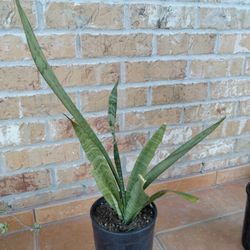 Sansaveria O Lengua De Suegra.Mide 15 Inch.