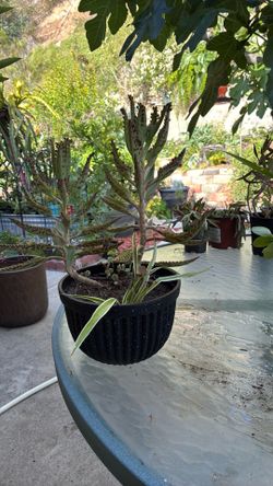 Kalanchoe