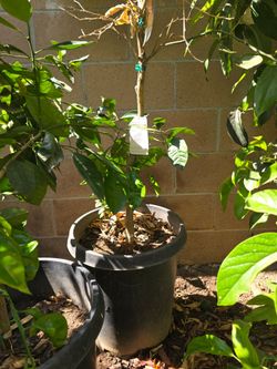 Washington Navel Orange tree(standard variety/type) 15gal