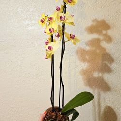 Wall Mount Orchid