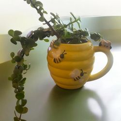 Portulacaria Afra Live Plant