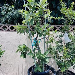 Seedless Dwarf Guava White Tree