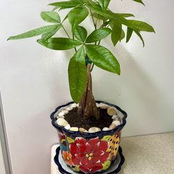 Money 💰 Tree 🌴 Plant 🪴 