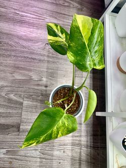Monstera Aurea yellow variegation