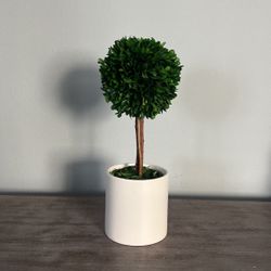 Preserved Tree Decor