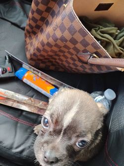 500 Bag Other Colors Too