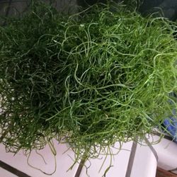 Algae barn Chaeto Saltwater Aquarium fish tank