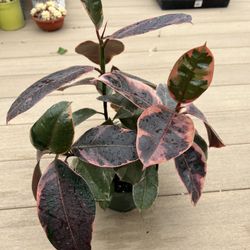 Ruby Ficus Rubber Tree, live plant comes in a 6" nursery pot. ✔️ profile for more🪴