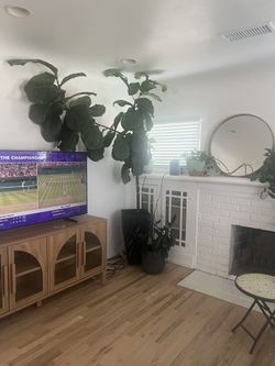 Fiddle leaf Fig