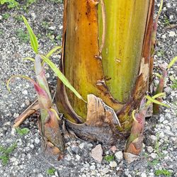 Banana tree / plantain Tree