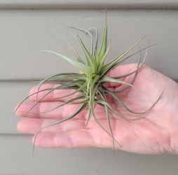 Air Plants - No Soil Required