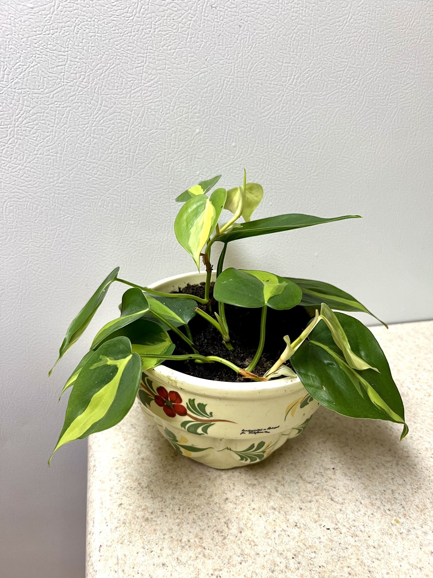 Pathos Plant 🪴