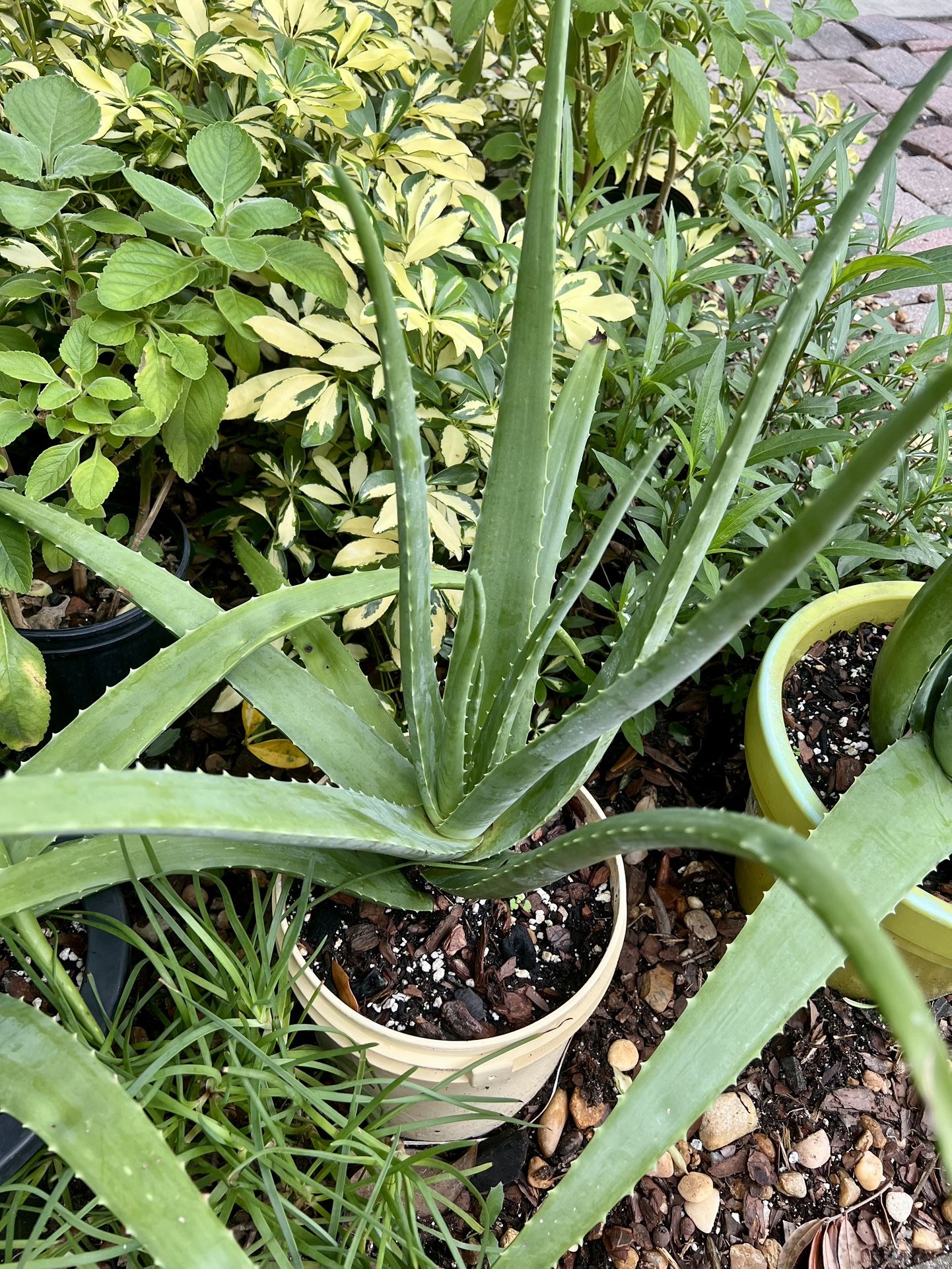 Aloe Vera
