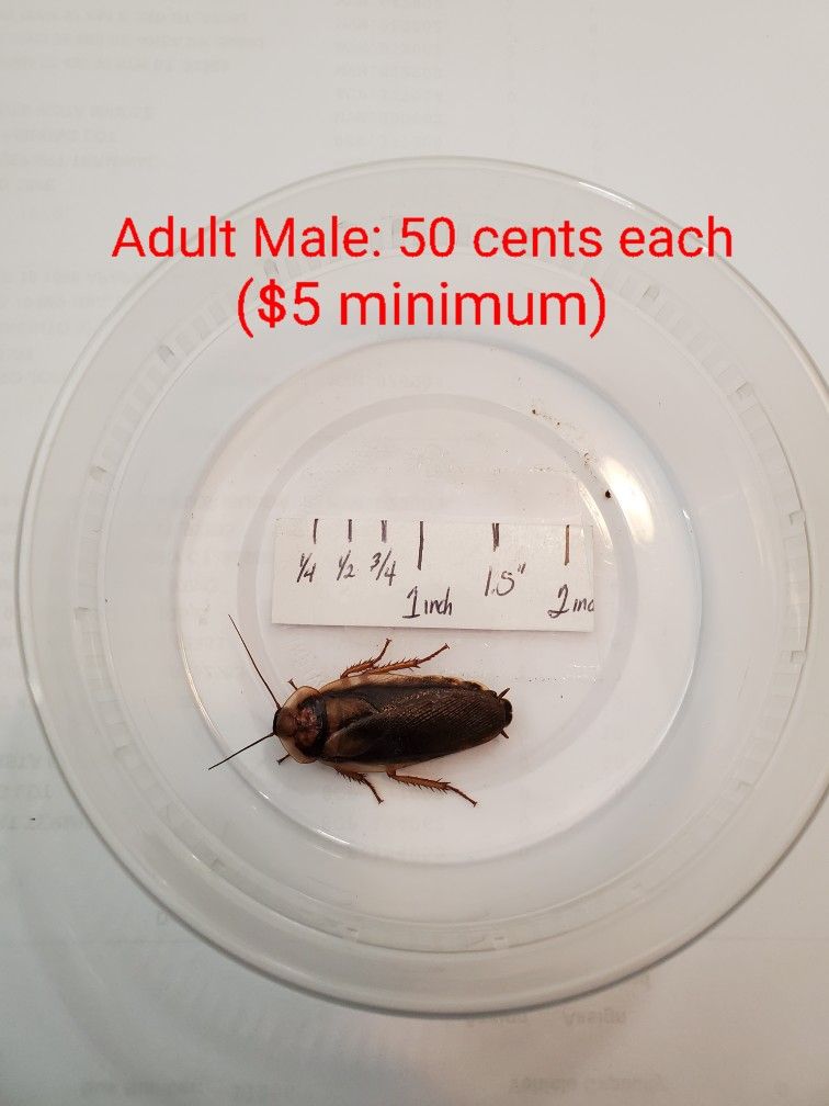 Dubia Feeders