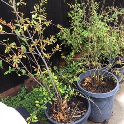 pomegranate tree in 15 gallon